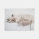 Recherche de persan photographie Chaton