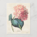 Suche nach vintage hydrangea postkarten Rosa blume
