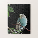 Suche nach budgerigars Haustiere