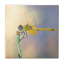 Suche nach bunte libelle fliesen Libellen