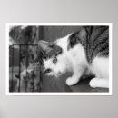 Suche nach katzen und vogel poster Katzenliebhaber