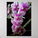 Suche nach blumenfotos Lila