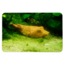 Suche nach salzwasser magnete Aquarium