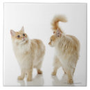 Suche nach katzen fliesen Natur
