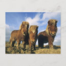 Suche nach shetland pony poster Shetlandinseln