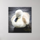 Recherche de natation photographie Oiseau