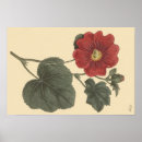 Suche nach hollyhock poster Botanisch