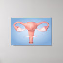 Suche nach reproduktive organe leinwandbilder Eileiter
