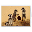 Suche nach meercat Meerkat