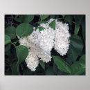 Recherche de lilas et blanc posters Floral