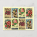 Suche nach heirloom postkarten Rose