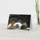 Suche nach berner sennenhund karten Welpe