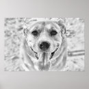Suche nach gesichtsausdruck poster Hund