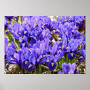 Suche nach purple iris poster Floral