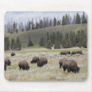 Suche nach in yellowstone mousepads Tiere im wilden
