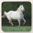 Suche nach appaloosa untersetzer Foto