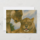 Recherche de lionesse cartes postales Nature
