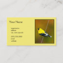 Recherche de american cartes visite Oiseau