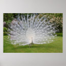 Suche nach stresa poster Italien