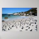Suche nach penguin poster Vogel
