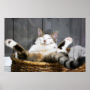 Suche nach im bett poster Katze