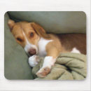 Recherche de câlin tapis souris Chien
