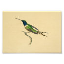 Suche nach kolibris poster Ornithologie