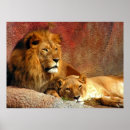Suche nach big cat poster Tierwelt