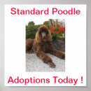 Recherche de standard posters Caniche