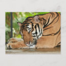 Suche nach niedlicher tiger postkarten Fotografie