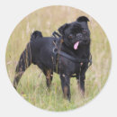 Suche nach schwarzer mops aufkleber Carlin