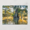 Suche nach zypressenbaum postkarten Wald