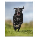 Suche nach schwarzes labrador retriever poster Weihnachten