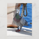 Recherche de pigeon cartes postales Passionné de pigeon