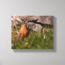 Suche nach löwenzahn poster leinwandbilder Sommer