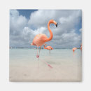Suche nach aruba magnete Flamingo