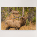Recherche de wapiti puzzles Orignal