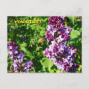 Recherche de lilas cartes postales Pour elle