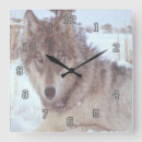Recherche de loup gris horloges Sauvage