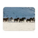 Suche nach pferd magnete Winter