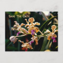 Suche nach wilde orchidee Fotografie