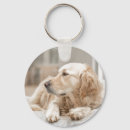 Recherche de image de golden retriever Chiens