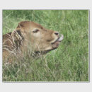 Suche nach kälber geschenkpapier Niedlich