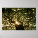 Suche nach banyan tree poster Baum