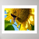 Suche nach rote sonnenblume poster Sommer