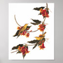 Recherche de oiseaux chanteurs posters Pour tous