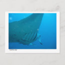Suche nach mantarochen poster Tiere