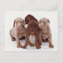 Recherche de chiot cartes postales Canine