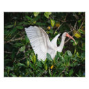 Suche nach ibis poster Fotografie
