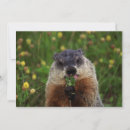 Recherche de marmotte invitations Rongeur